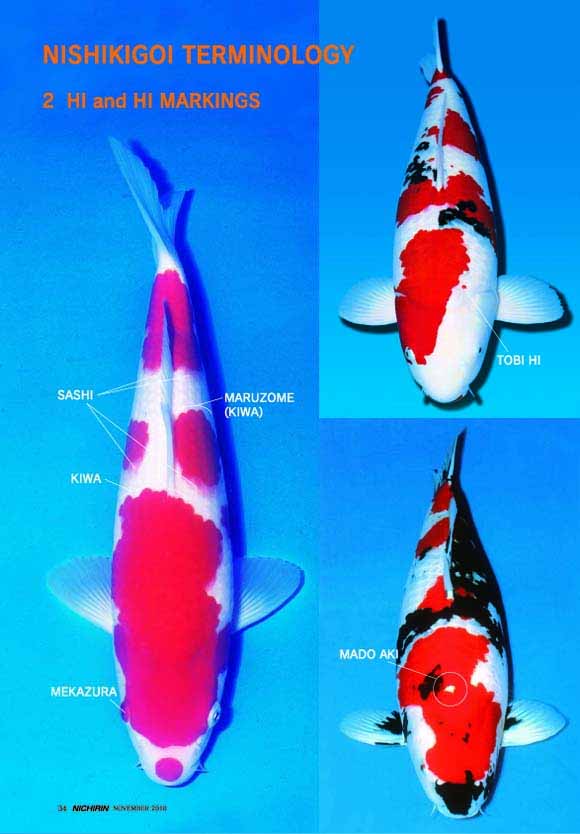 Cách lựa chọn cá koi đẹp dựa trên màu sắc da cá