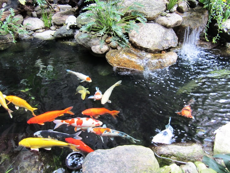 vệ sinh hồ cá koi
