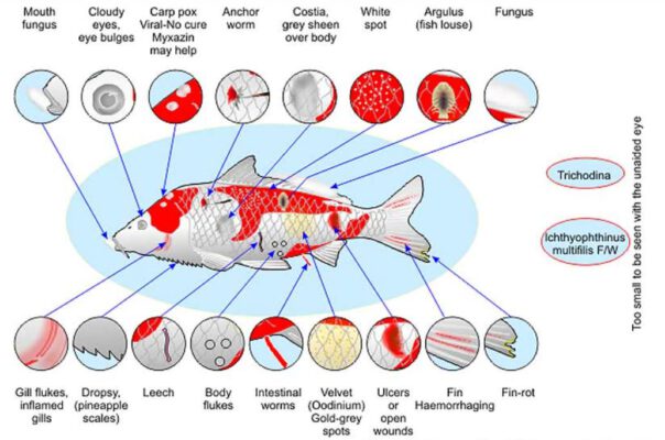 làm thế nào để nhận thấy cá koi bị bệnh