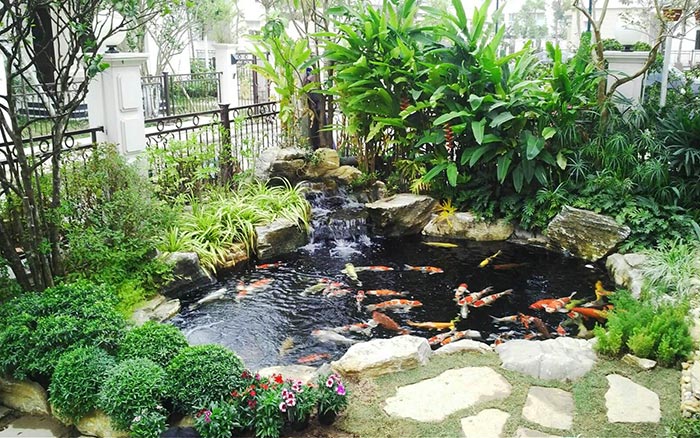 Hồ cá koi đặt trong vườn