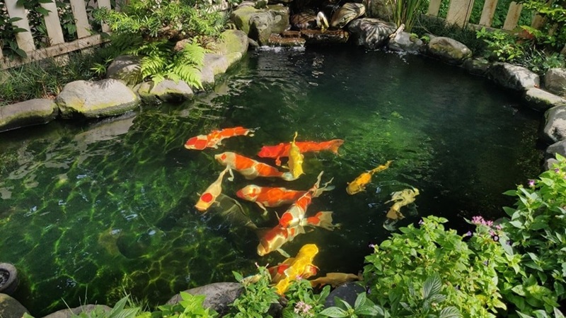 thi-cong-ho-ca-Koi-Binh-Duong-1