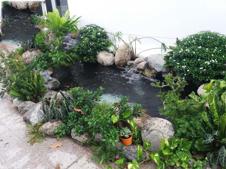 tiểu cảnh hồ cá đẹp 11