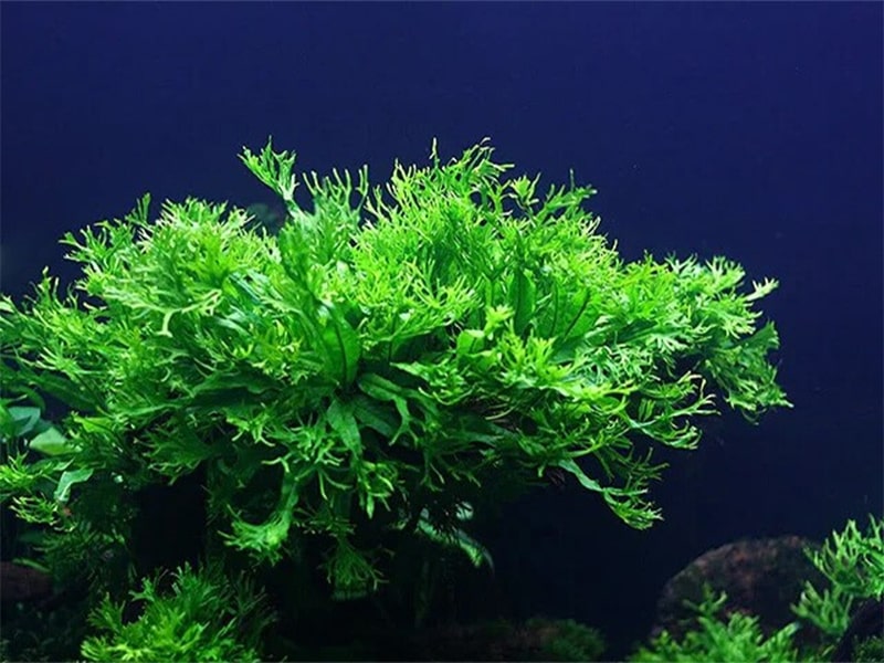 cây dương xỉ nước