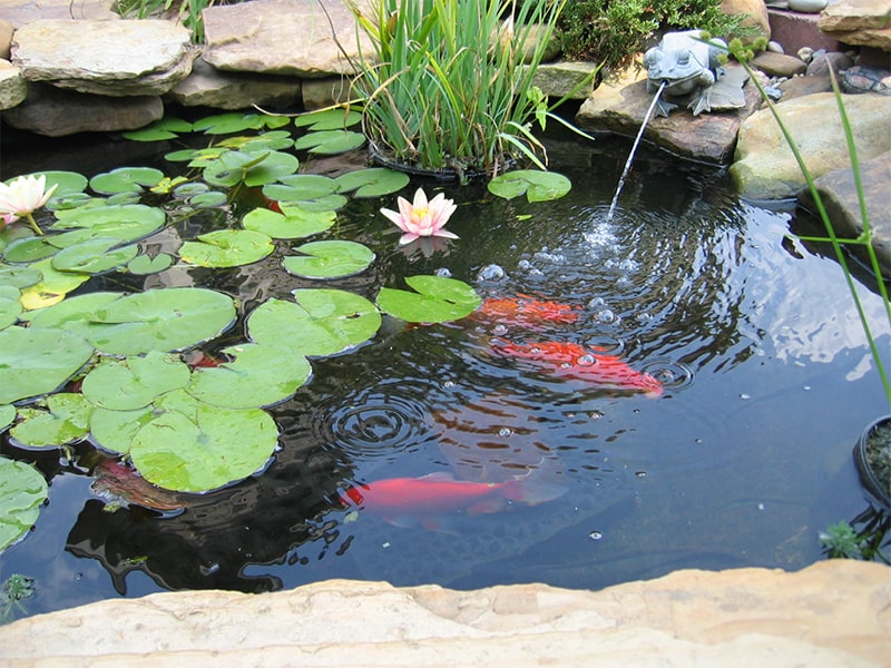 cây sen trồng hô cá koi