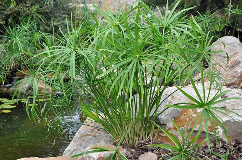 cây thủy trúc