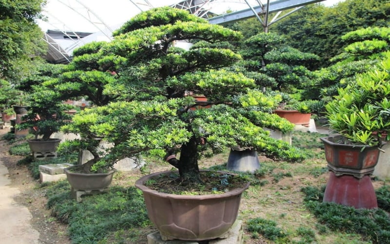 cây tùng la hán trồng trang trí hồ cá