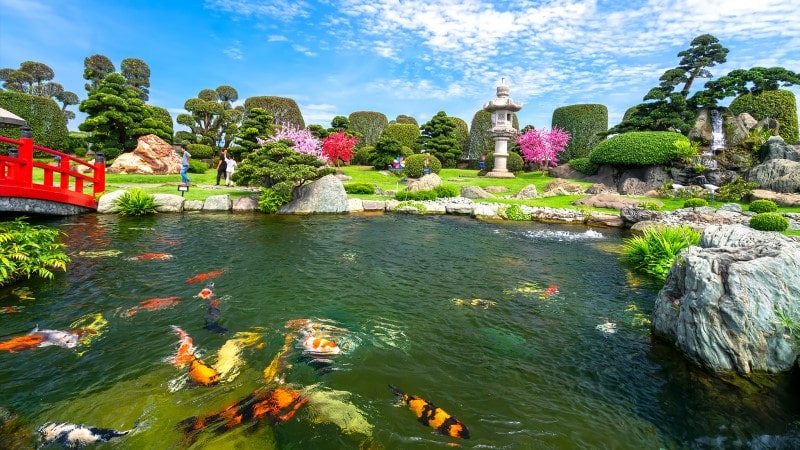 banner hồ cá koi
