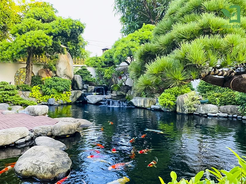 thi công hồ cá koi bà rịa vũng tàu 1