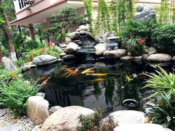 thiết kế hồ cá koi 11