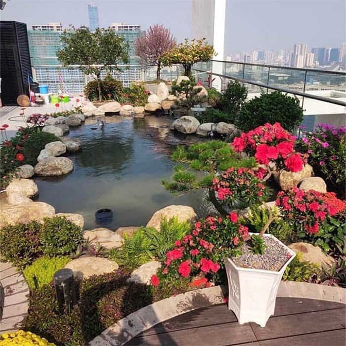 hồ cá koi trên sân thượng 2