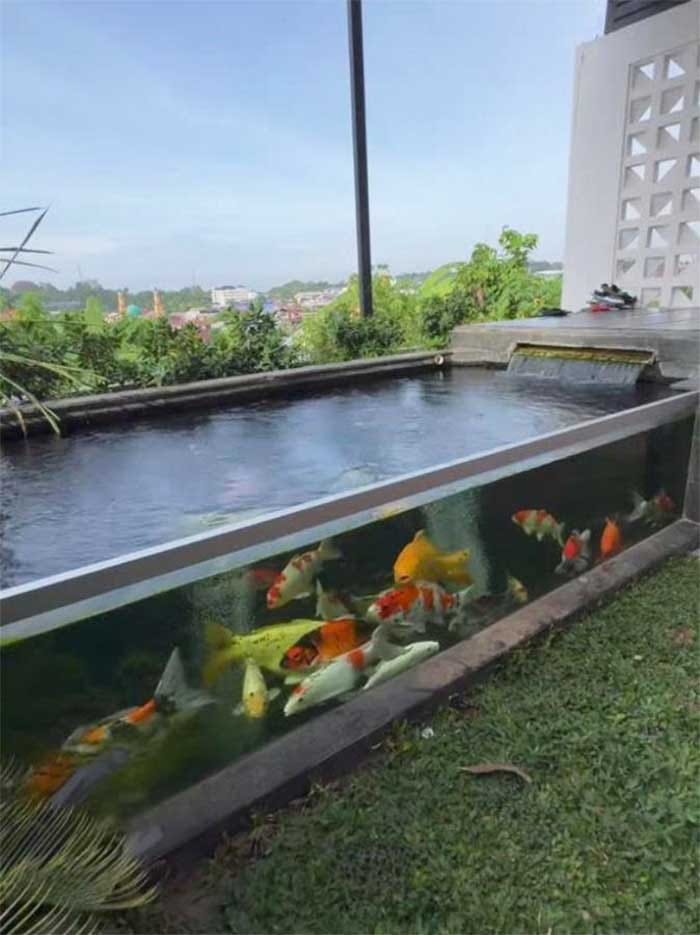 hồ cá koi trên sân thượng 3